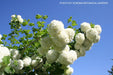 Viburnum opulus 'Sterile' Snowball Bush Viburnum - Mr Maple │ Buy Japanese Maple Trees