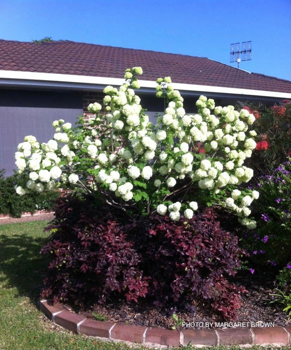 Viburnum opulus 'Sterile' Snowball Bush Viburnum - Mr Maple │ Buy Japanese Maple Trees