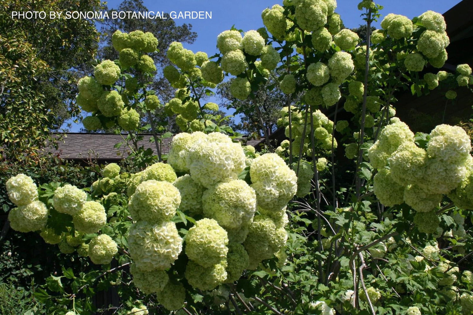 Red Snowball Viburnum opulus Sterile Snowball Tree: Easy Care, Vibrant Blooms for ...
