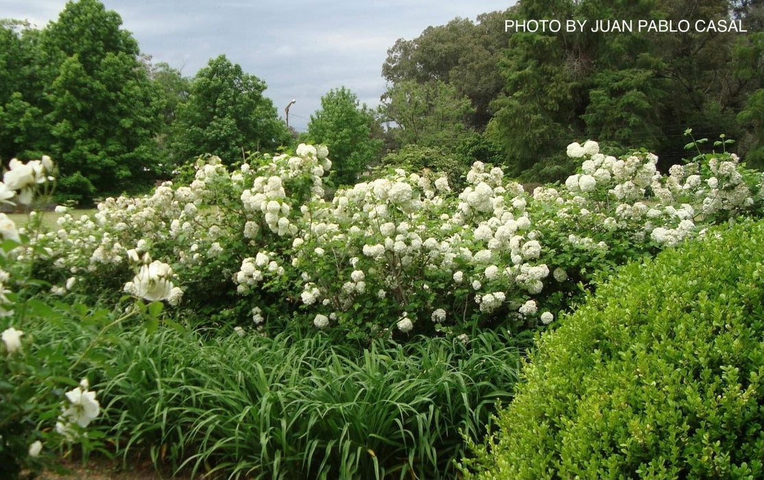 Viburnum opulus 'Sterile' Snowball Bush Viburnum - Mr Maple │ Buy Japanese Maple Trees