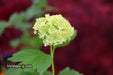 Viburnum opulus 'Sterile' Snowball Bush Viburnum - Mr Maple │ Buy Japanese Maple Trees