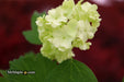 Viburnum opulus 'Sterile' Snowball Bush Viburnum - Mr Maple │ Buy Japanese Maple Trees