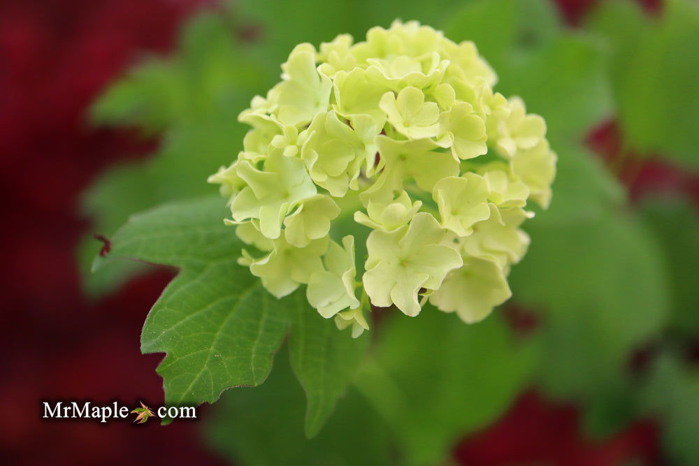 Viburnum opulus 'Sterile' Snowball Bush Viburnum - Mr Maple │ Buy Japanese Maple Trees