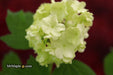 Viburnum opulus 'Sterile' Snowball Bush Viburnum - Mr Maple │ Buy Japanese Maple Trees