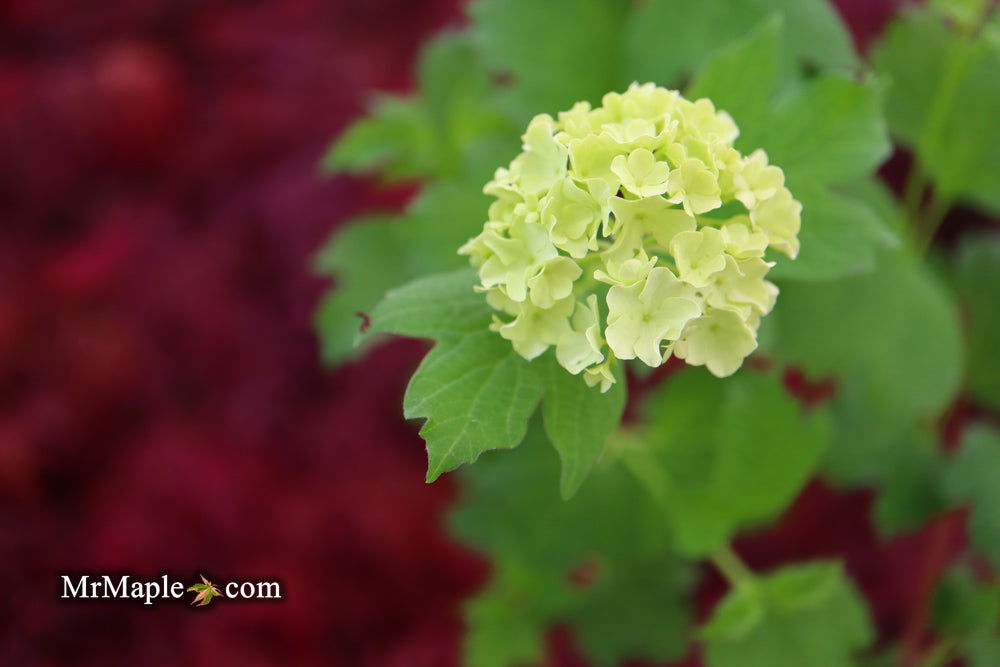 Viburnum opulus 'Sterile' Snowball Bush Viburnum - Mr Maple │ Buy Japanese Maple Trees