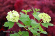 Viburnum opulus 'Sterile' Snowball Bush Viburnum - Mr Maple │ Buy Japanese Maple Trees