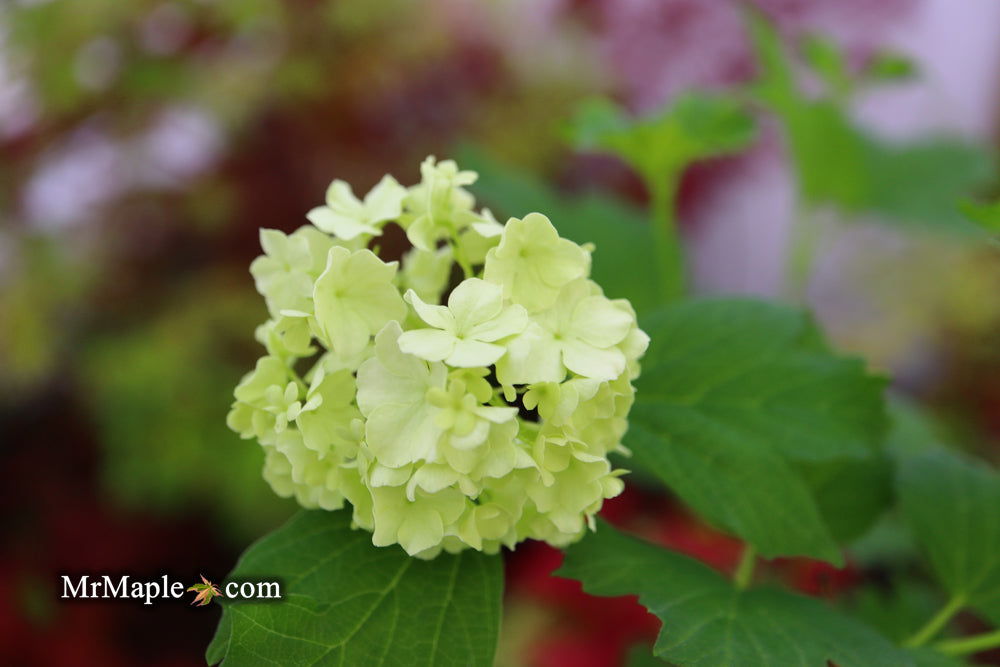 Viburnum opulus 'Sterile' Snowball Bush Viburnum - Mr Maple │ Buy Japanese Maple Trees