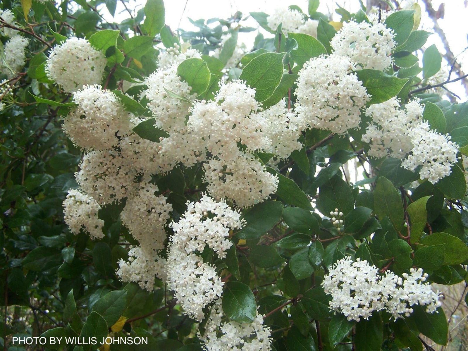 Mr Maple Viburnum tinus - Thumbnail 2