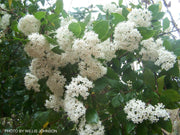 Viburnum tinus 'Spring Bouquet' Compact Viburnum - Mr Maple │ Buy Japanese Maple Trees