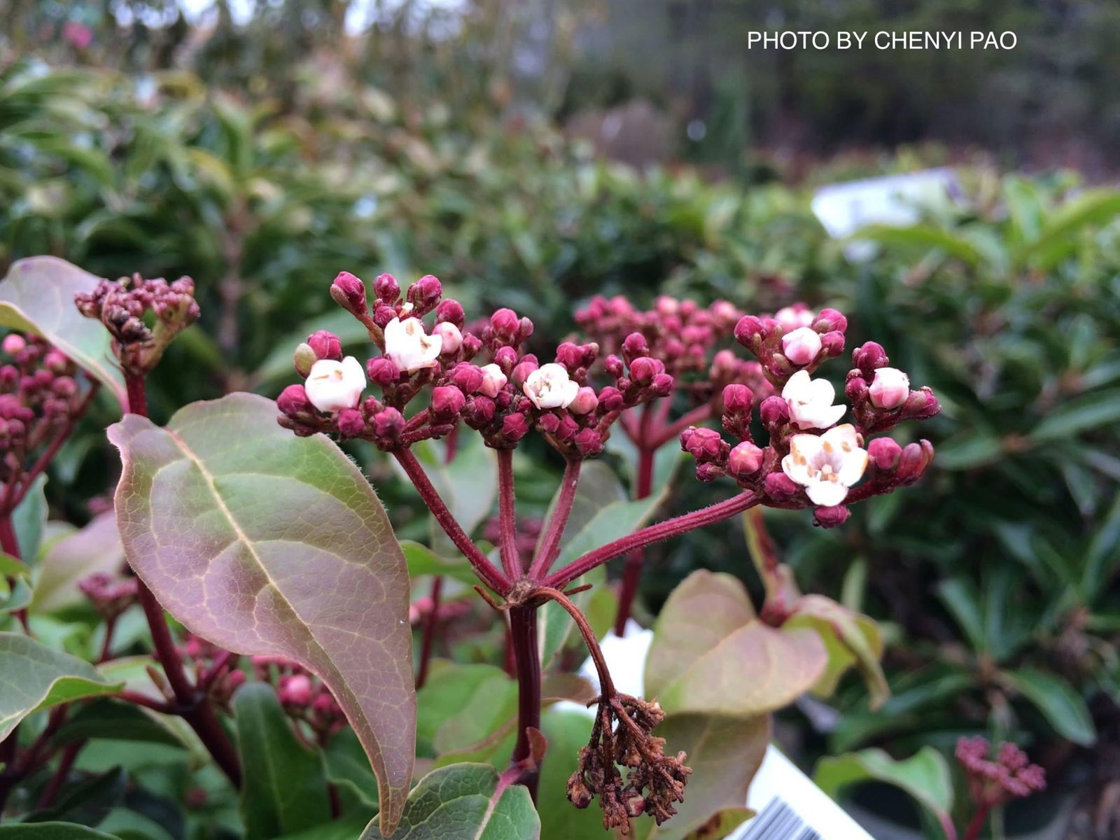 Mr Maple Viburnum tinus - Thumbnail 4