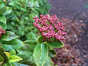 Viburnum tinus 'Spring Bouquet' Compact Viburnum - Mr Maple │ Buy Japanese Maple Trees