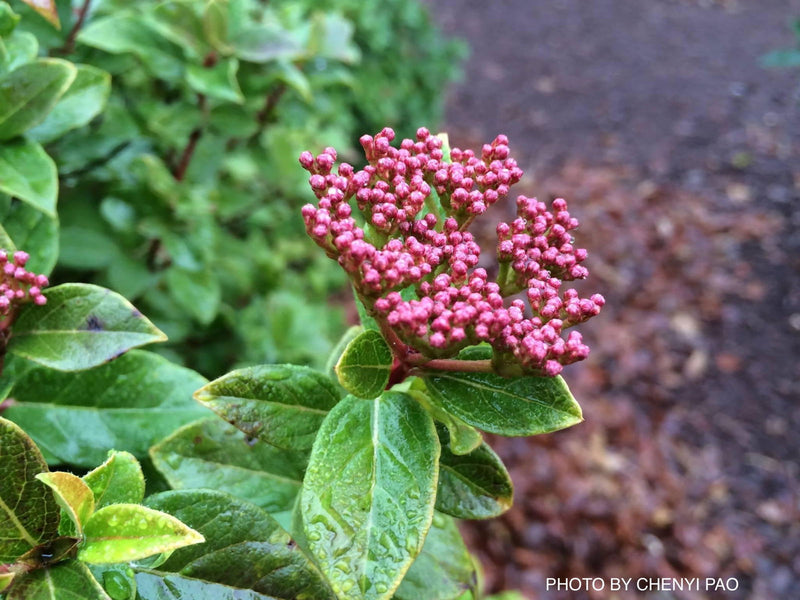 Viburnum tinus 'Spring Bouquet' Compact Viburnum - Mr Maple │ Buy Japanese Maple Trees