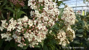 Viburnum tinus 'Spring Bouquet' Compact Viburnum - Mr Maple │ Buy Japanese Maple Trees