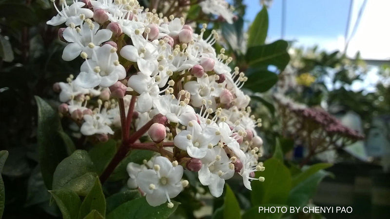 Viburnum tinus 'Spring Bouquet' Compact Viburnum - Mr Maple │ Buy Japanese Maple Trees