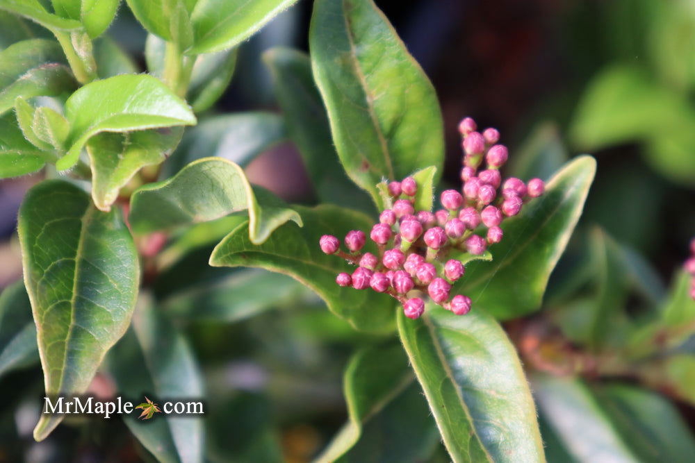 Mr Maple Viburnum tinus - Thumbnail 3