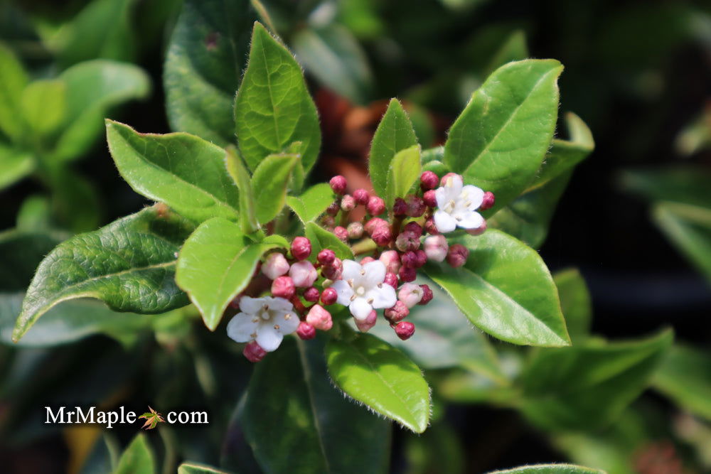 Mr Maple Viburnum tinus - Thumbnail 5