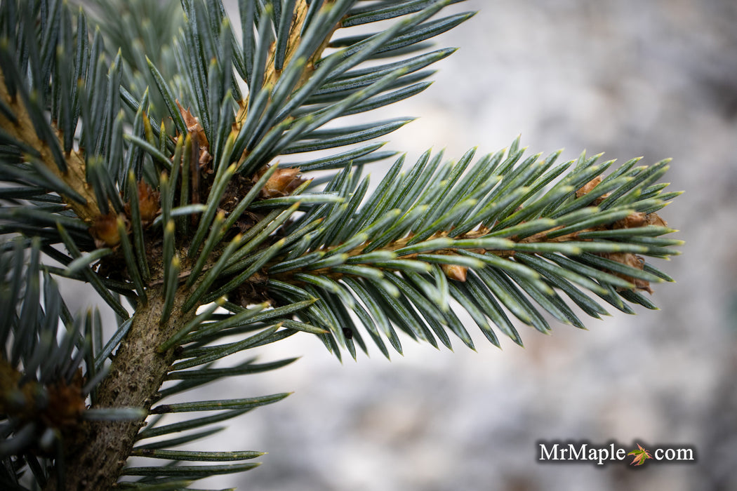 Picea pungens ‘Victor' Colorado Spruce