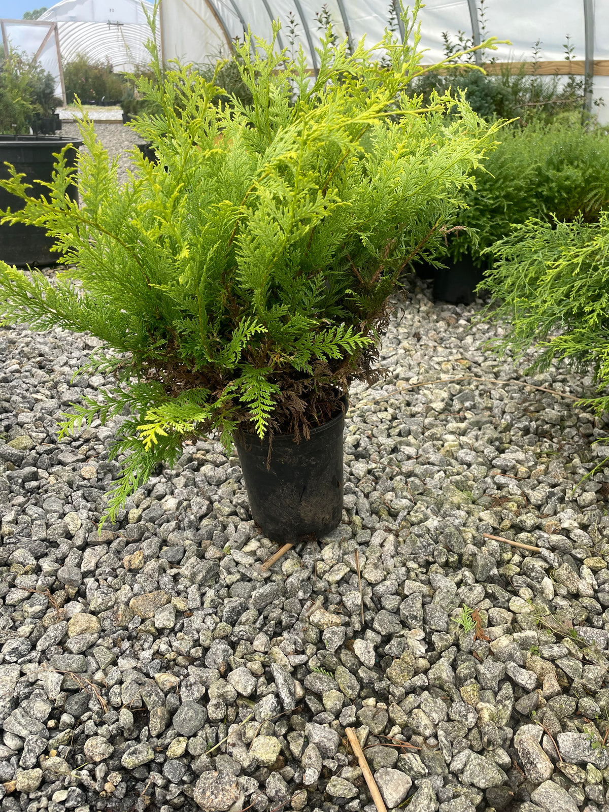 Buy Chamaecyparis pisifera 'Vintage Gold' Yellow Cypress — Mr Maple ...