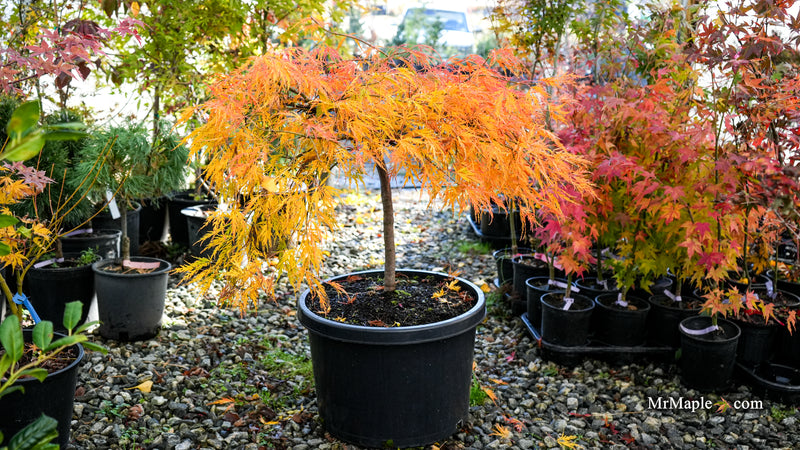 Acer palmatum 'Viridis' Japanese Maple