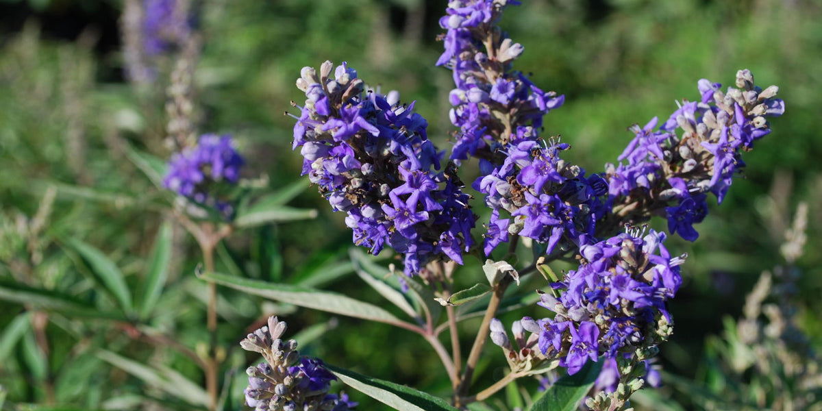 Buy Vitex agnus-castus 'Blue Puffball' Blue Flowering Vitex — Mr Maple │  Buy Japanese Maple Trees