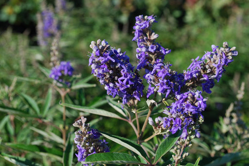 Vitex agnus-castus 'Blue Puffball' Blue Flowering Vitex - Mr Maple │ Buy Japanese Maple Trees