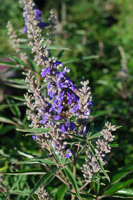 Vitex agnus-castus 'Blue Puffball' Blue Flowering Vitex - Mr Maple │ Buy Japanese Maple Trees