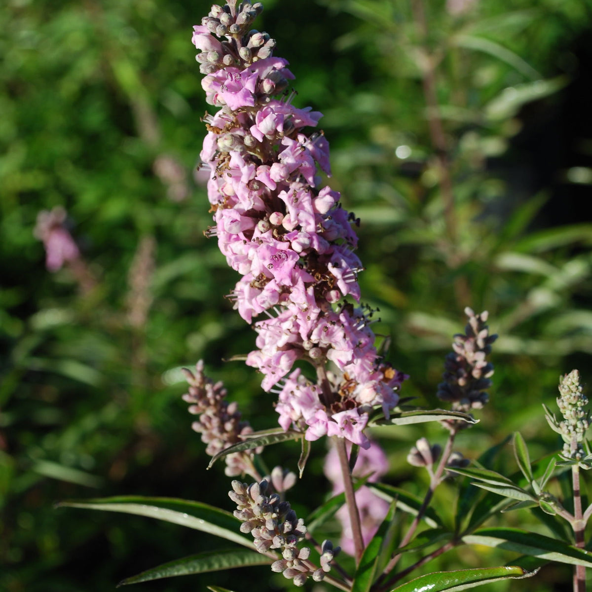 Buy Vitex agnus-castus 'Pink Pinnacle'™ Pink Flowering Vitex — Mr Maple │  Buy Japanese Maple Trees