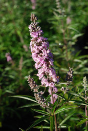Vitex agnus-castus 'Pink Pinnacle' Pink Flowering Vitex - Mr Maple │ Buy Japanese Maple Trees