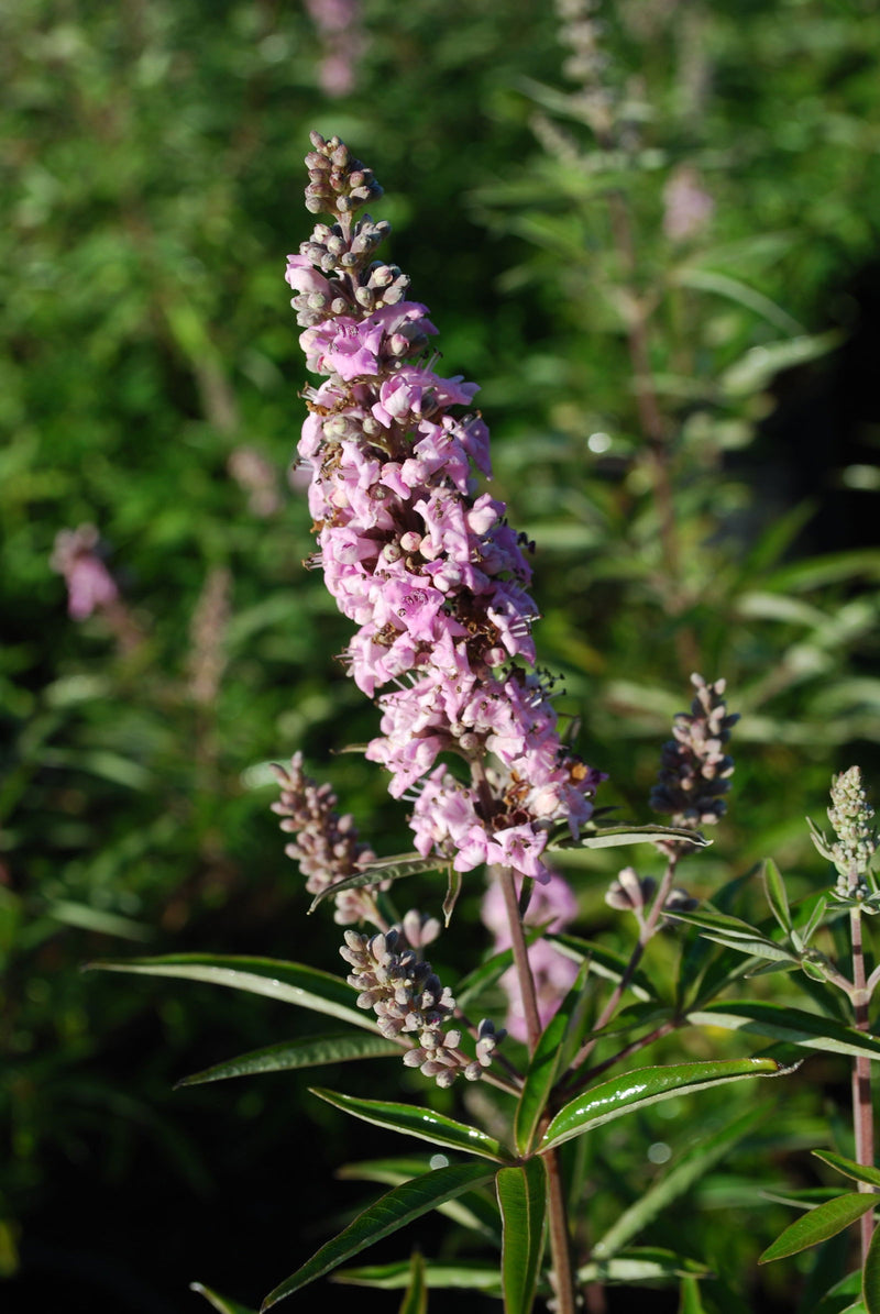 Vitex agnus-castus 'Pink Pinnacle' Pink Flowering Vitex - Mr Maple │ Buy Japanese Maple Trees