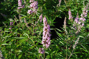 Vitex agnus-castus 'Pink Pinnacle' Pink Flowering Vitex - Mr Maple │ Buy Japanese Maple Trees