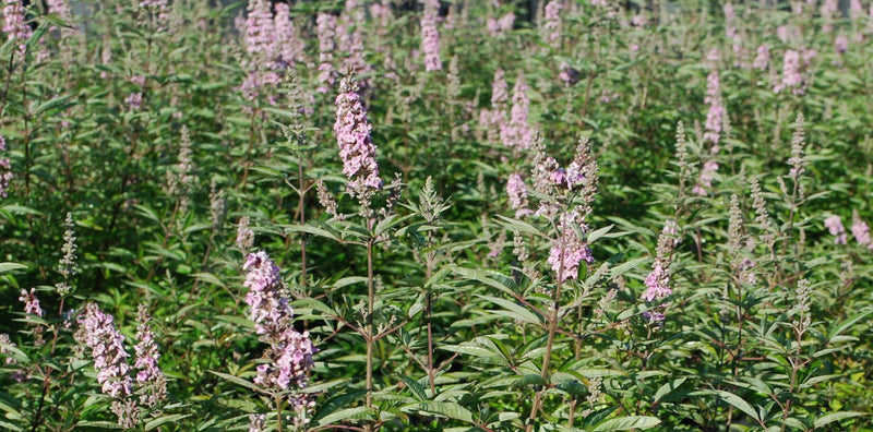 Vitex agnus-castus 'Pink Pinnacle' Pink Flowering Vitex - Mr Maple │ Buy Japanese Maple Trees
