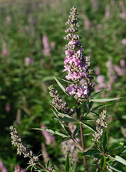 Vitex agnus-castus 'Pink Pinnacle' Pink Flowering Vitex - Mr Maple │ Buy Japanese Maple Trees