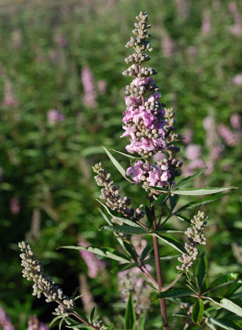 Vitex agnus-castus 'Pink Pinnacle' Pink Flowering Vitex - Mr Maple │ Buy Japanese Maple Trees