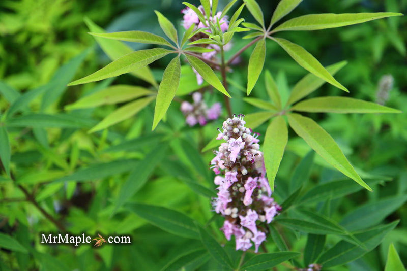 Vitex agnus-castus 'Pink Pinnacle' Pink Flowering Vitex - Mr Maple │ Buy Japanese Maple Trees
