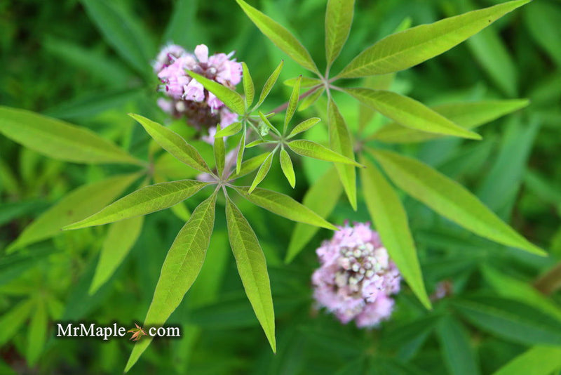 Vitex agnus-castus 'Pink Pinnacle' Pink Flowering Vitex - Mr Maple │ Buy Japanese Maple Trees