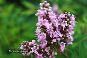 Vitex agnus-castus 'Pink Pinnacle' Pink Flowering Vitex - Mr Maple │ Buy Japanese Maple Trees