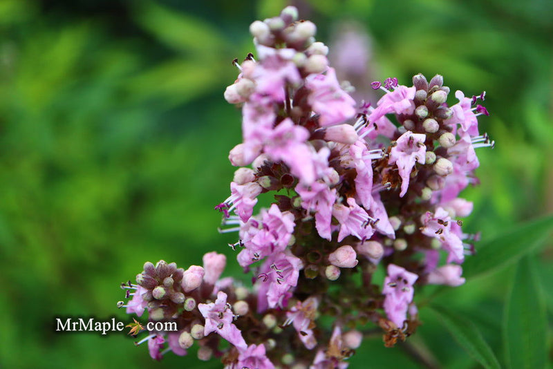 Vitex agnus-castus 'Pink Pinnacle' Pink Flowering Vitex - Mr Maple │ Buy Japanese Maple Trees