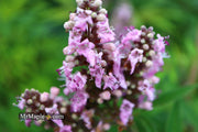 Vitex agnus-castus 'Pink Pinnacle' Pink Flowering Vitex - Mr Maple │ Buy Japanese Maple Trees