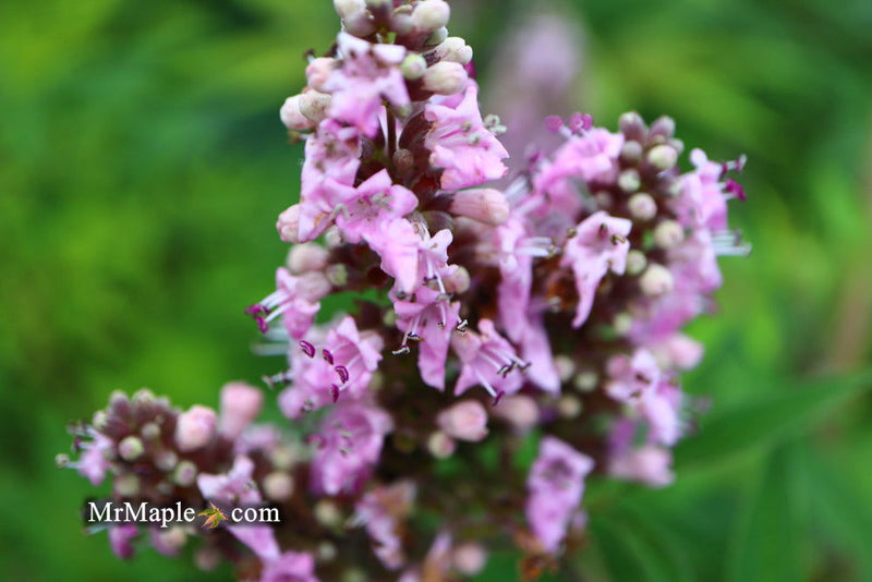 Vitex agnus-castus 'Pink Pinnacle' Pink Flowering Vitex - Mr Maple │ Buy Japanese Maple Trees