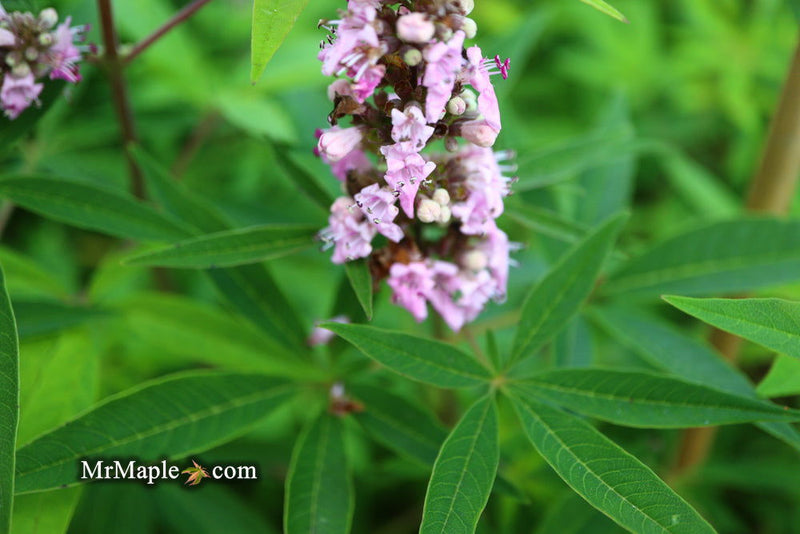 Vitex agnus-castus 'Pink Pinnacle' Pink Flowering Vitex - Mr Maple │ Buy Japanese Maple Trees