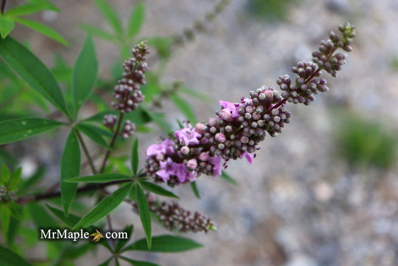 Vitex agnus-castus 'Pink Pinnacle' Pink Flowering Vitex - Mr Maple │ Buy Japanese Maple Trees