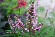 Vitex agnus-castus 'Pink Pinnacle' Pink Flowering Vitex - Mr Maple │ Buy Japanese Maple Trees