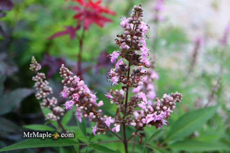 Vitex agnus-castus 'Pink Pinnacle' Pink Flowering Vitex - Mr Maple │ Buy Japanese Maple Trees