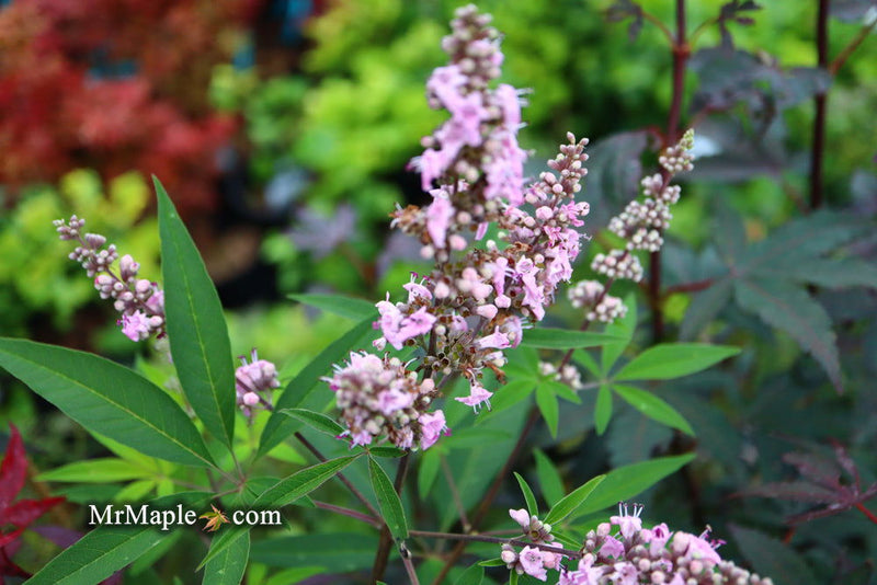 Vitex agnus-castus 'Pink Pinnacle' Pink Flowering Vitex - Mr Maple │ Buy Japanese Maple Trees