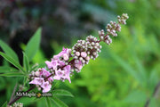 Vitex agnus-castus 'Pink Pinnacle' Pink Flowering Vitex - Mr Maple │ Buy Japanese Maple Trees