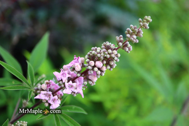 Vitex agnus-castus 'Pink Pinnacle' Pink Flowering Vitex - Mr Maple │ Buy Japanese Maple Trees