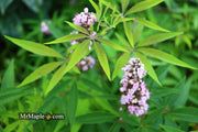 Vitex agnus-castus 'Pink Pinnacle' Pink Flowering Vitex - Mr Maple │ Buy Japanese Maple Trees