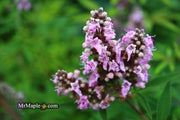 Vitex agnus-castus 'Pink Pinnacle' Pink Flowering Vitex - Mr Maple │ Buy Japanese Maple Trees