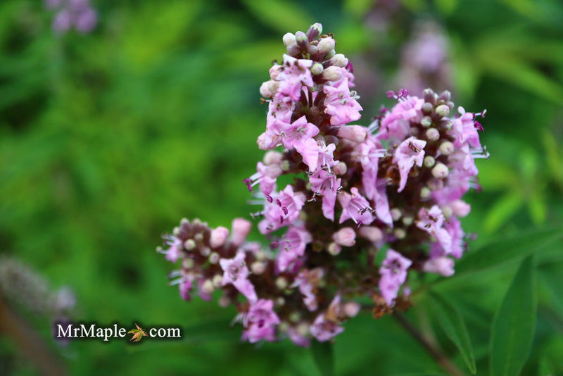 Vitex agnus-castus 'Pink Pinnacle' Pink Flowering Vitex - Mr Maple │ Buy Japanese Maple Trees