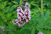 Vitex agnus-castus 'Pink Pinnacle' Pink Flowering Vitex - Mr Maple │ Buy Japanese Maple Trees